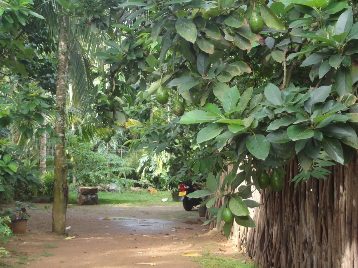 The Green Station Hotel Dikwella Luaran gambar